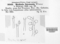 Meliola bicornis image